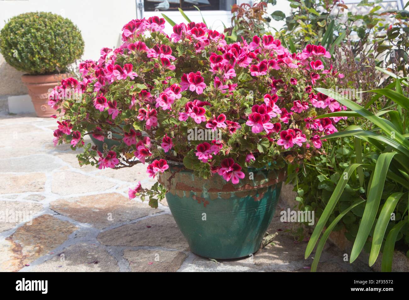 Pink geranium plant in a flowerpot during summer Stock Photo - Alamy