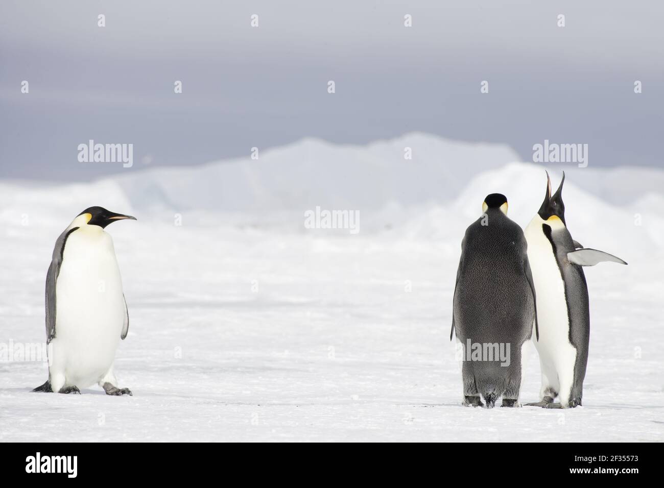 Emperor Penguin - On Sea Ice Aptenodytes forsteri Snow Hill Island Antarctica BI011874 Stock Photo