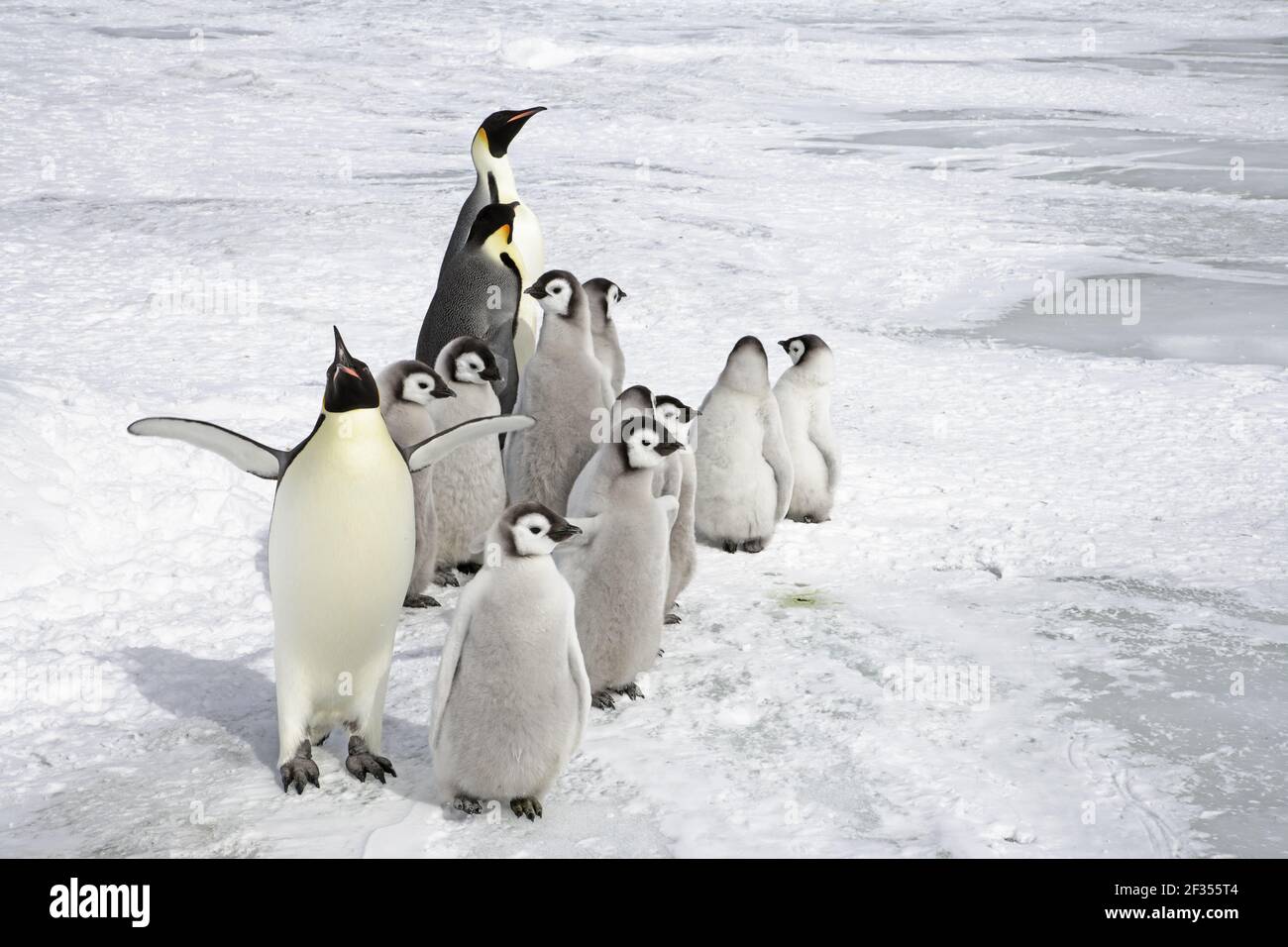 Emperor Penguin - Adults and Young Aptenodytes forsteri Snow Hill Island Antarctica BI012135 Stock Photo
