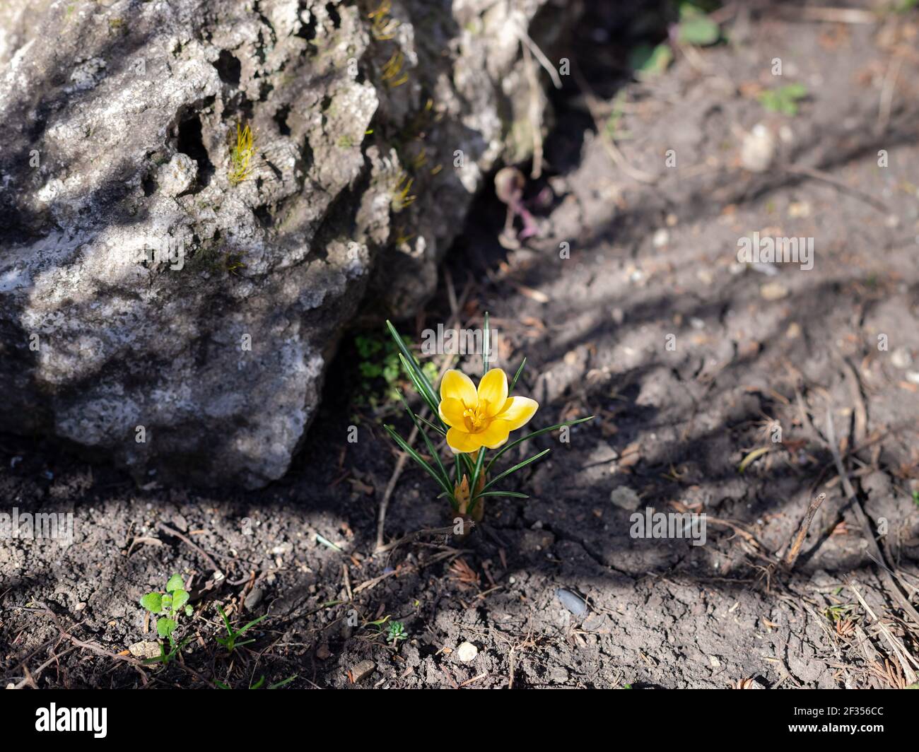 bright yellow crocus in the flowerbed on a sunny spring day. first spring flowers. Stock Photo