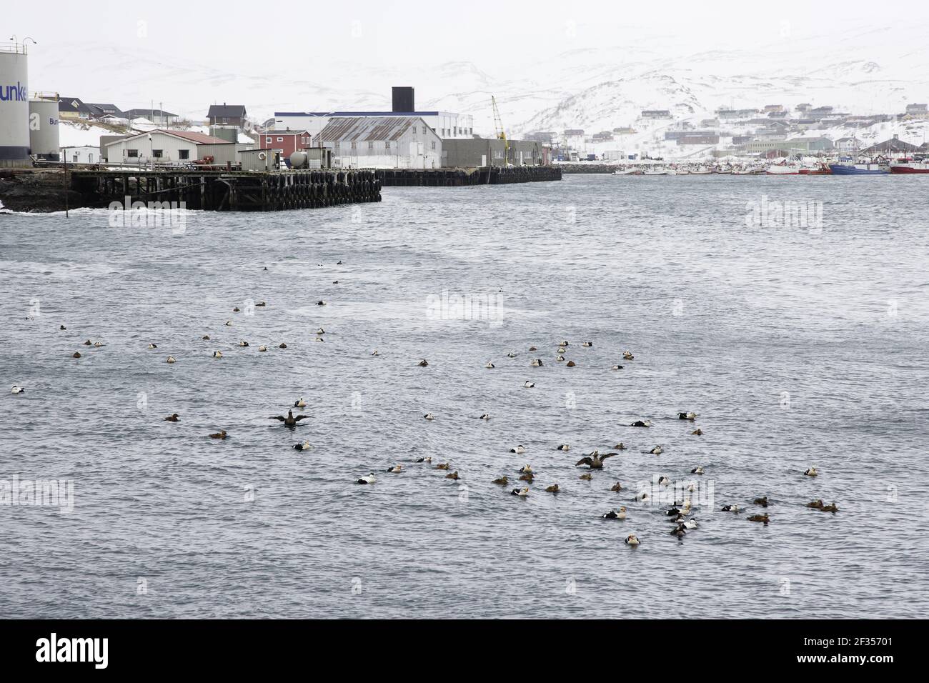 King Eider & Common Eider - Winter Flock in Batsfjord Harbour Somateria spectabilis & Somateria mollissima Varanger Fjord Norway BI013632 Stock Photo