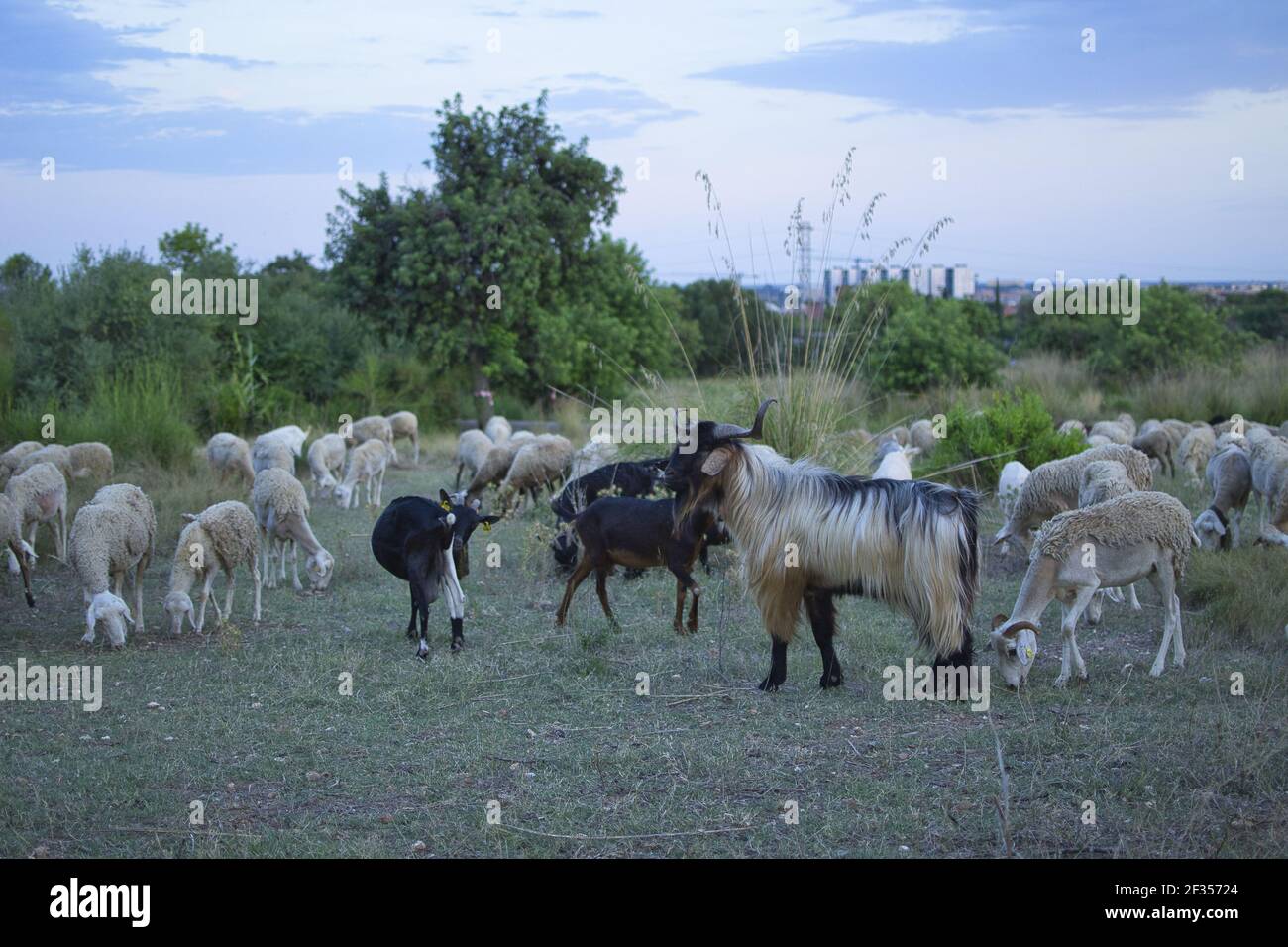 Goats and sheep eating in the field at sunset Stock Photo - Alamy