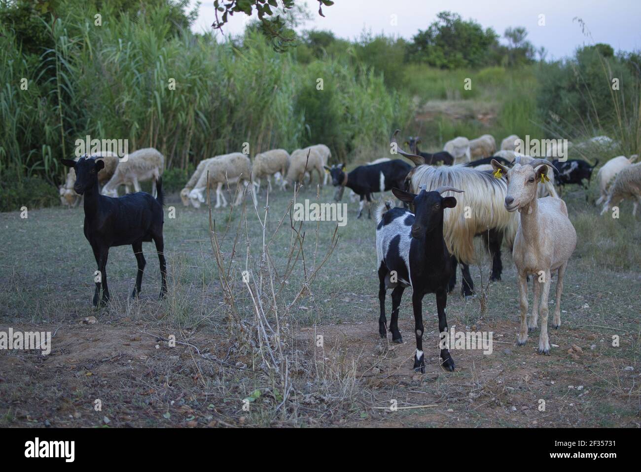 Goats and sheep eating in the field at sunset Stock Photo - Alamy