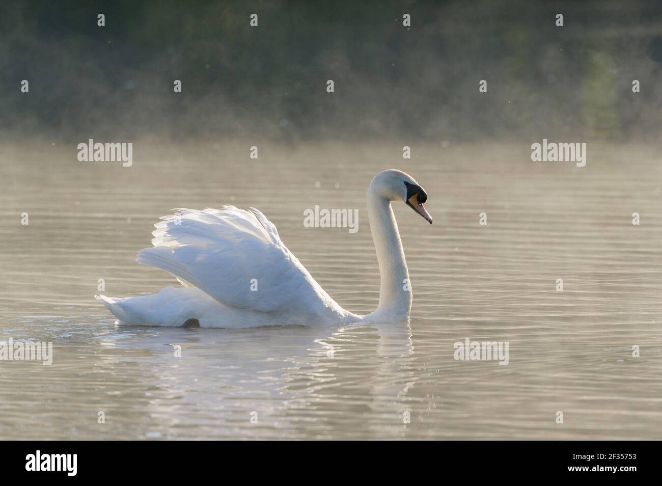 Mute swan (Cygnus olor), Reddish Vale Country Park, Greater Manchester, UK . Stock Photo