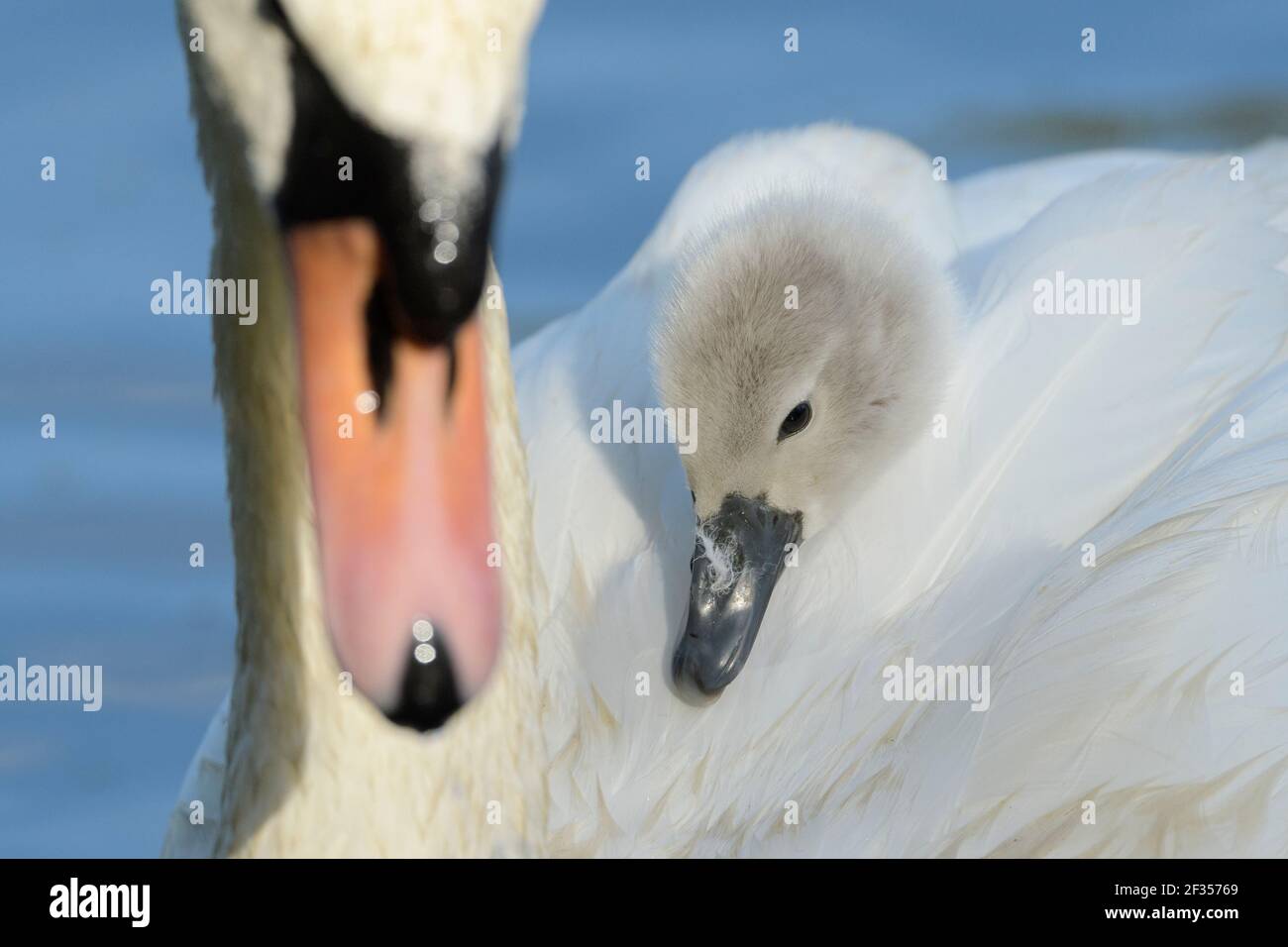 Mute swan (Cygnus olor), Reddish Vale Country Park, Greater Manchester, UK . Cygnet on adult’s back. Stock Photo