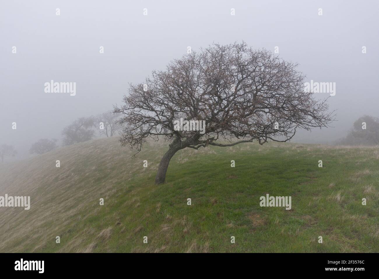 Fog sweeps over a oak tree growing in Northern California. Plants and
