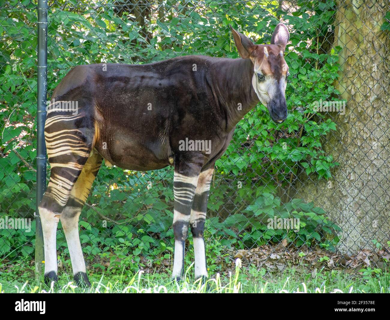 Congolese giraffe hi-res stock photography and images - Alamy