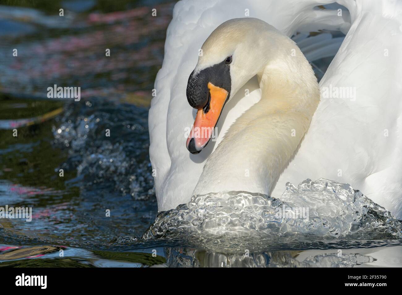 Mute swan (Cygnus olor), Aggressively chasing away last year's young. Reddish Vale Country Park, Greater Manchester, UK . Stock Photo