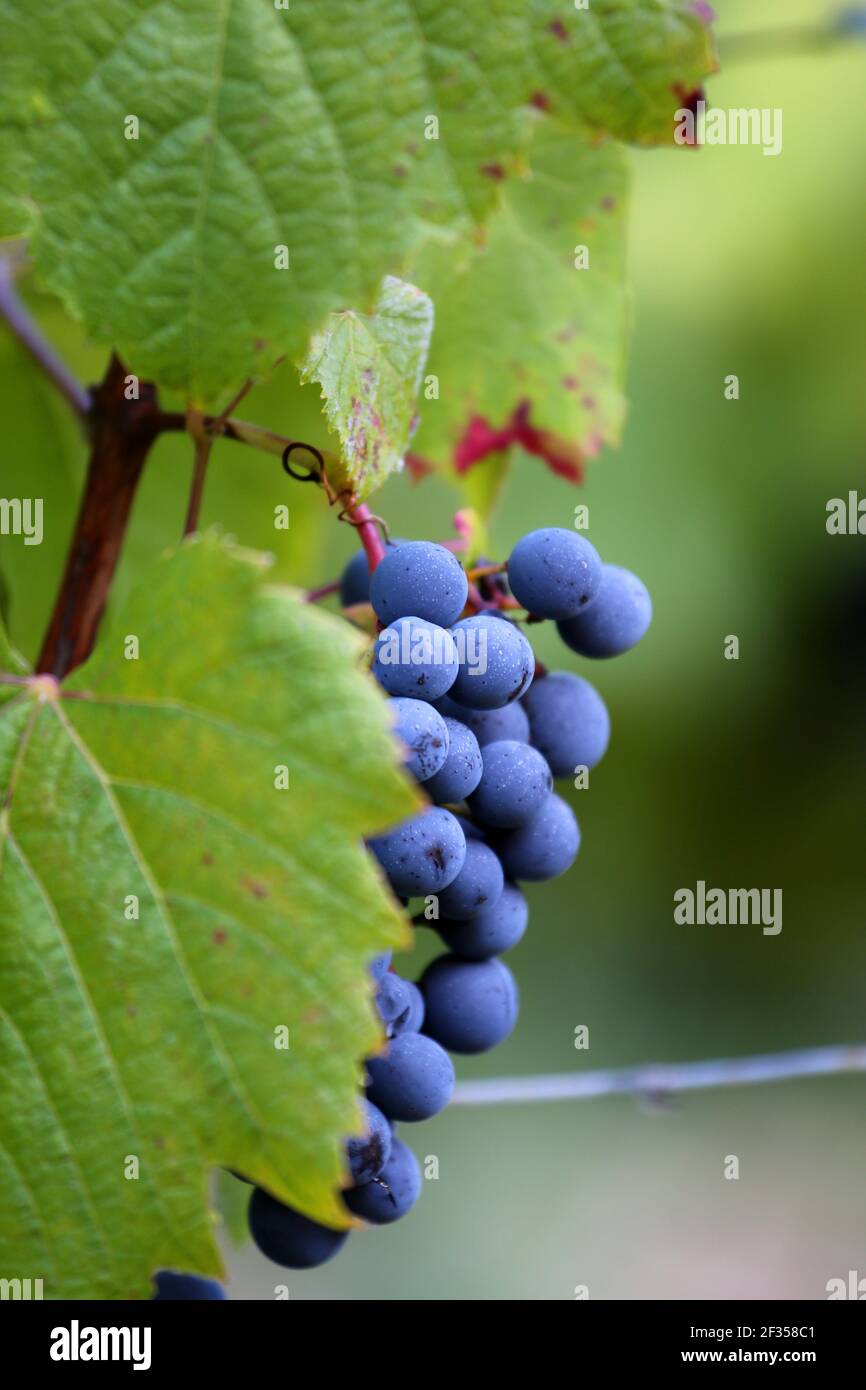 Cahors vineyard: bunch of grapes before the harvest (south of France) Stock Photo