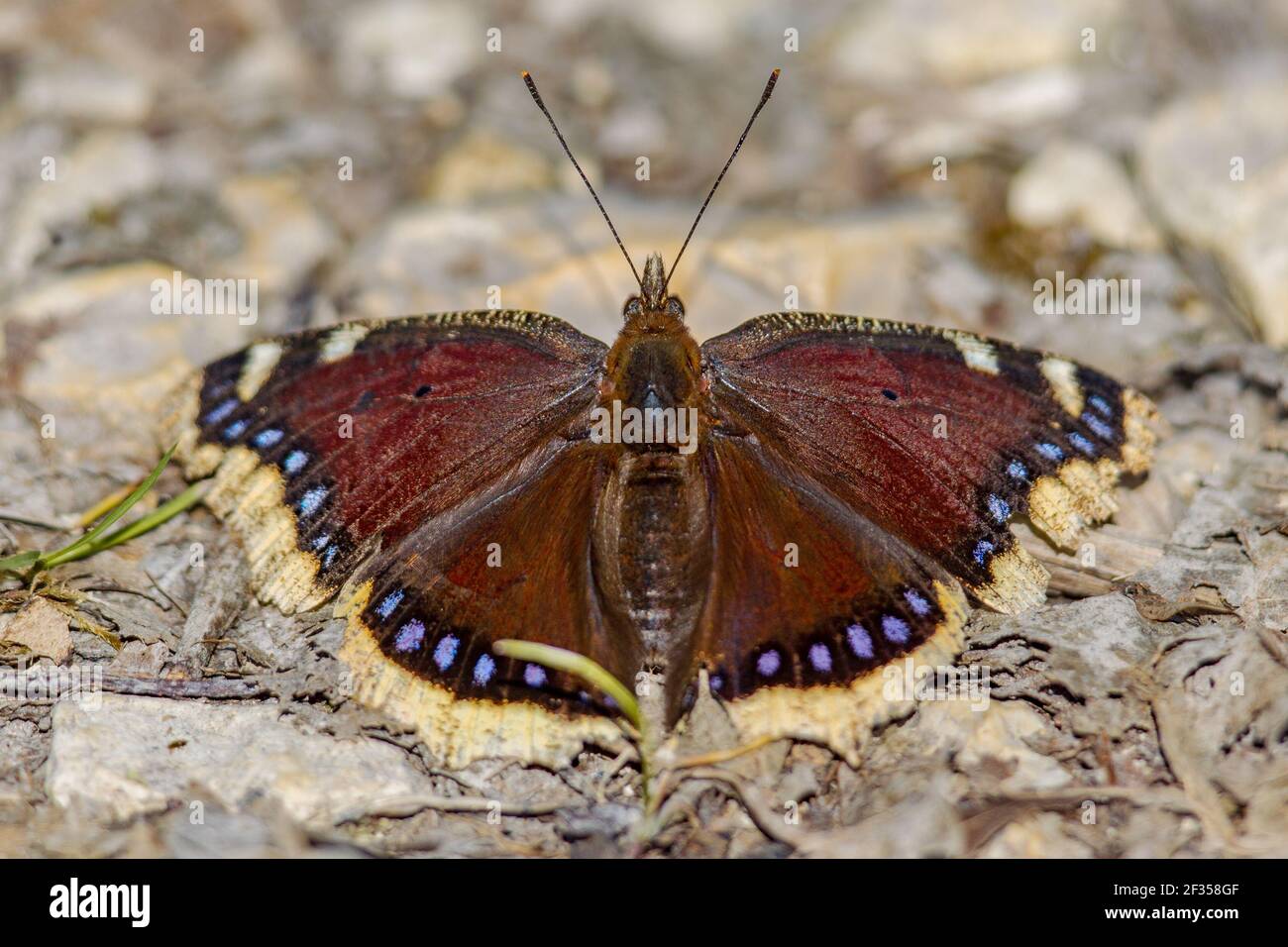 Camberwell beauty butterfly (Nymphalis antiopa) warming in early spring sun after hibernation as imago adult insect. La Brenne, France. Stock Photo