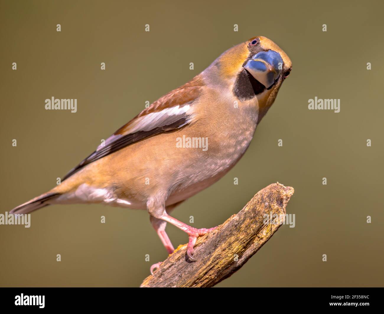 Hawfinch (Coccothraustes coccothraustes),male bird of this great colorful songbird, foraging on trunk on brown blurred background, orange head with ma Stock Photo