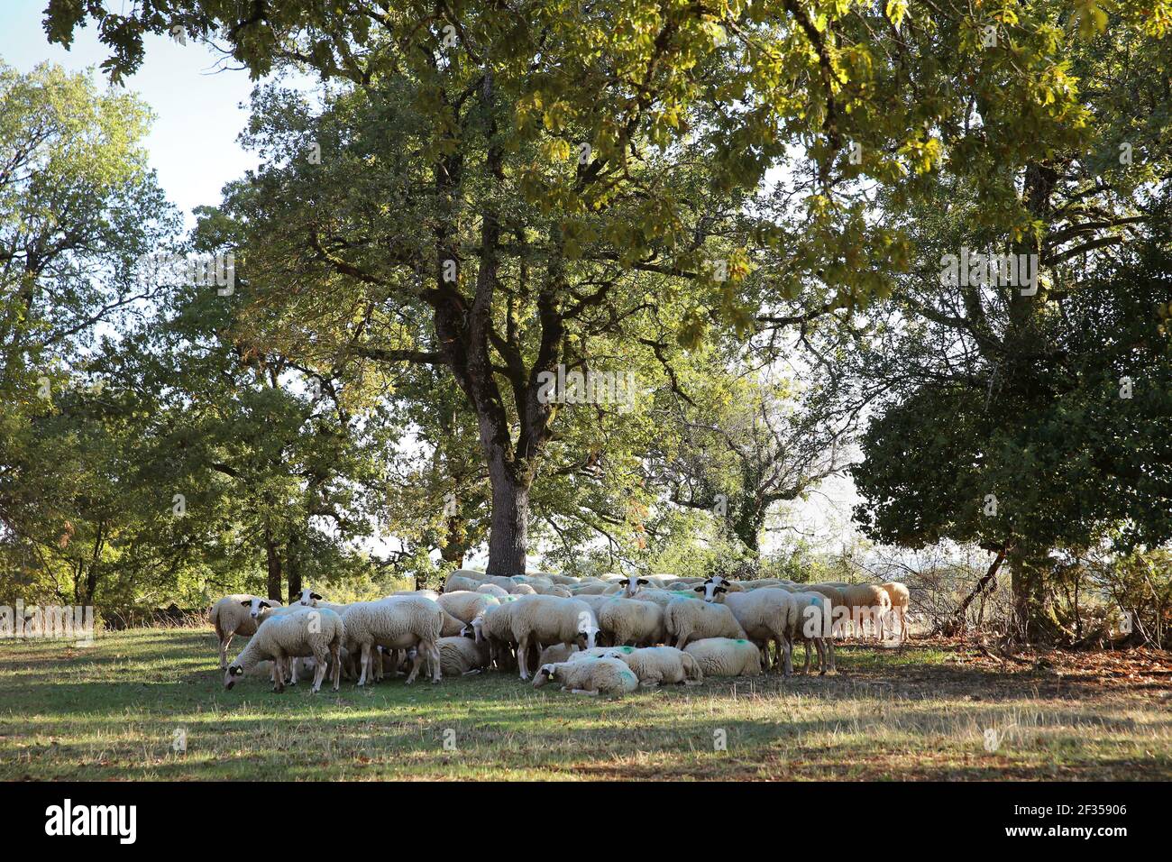 Herd of ewes, “Causses du Lot” sheep (or “Caussenarde du Lot”) in the natural region of “Causses du Quercy Stock Photo