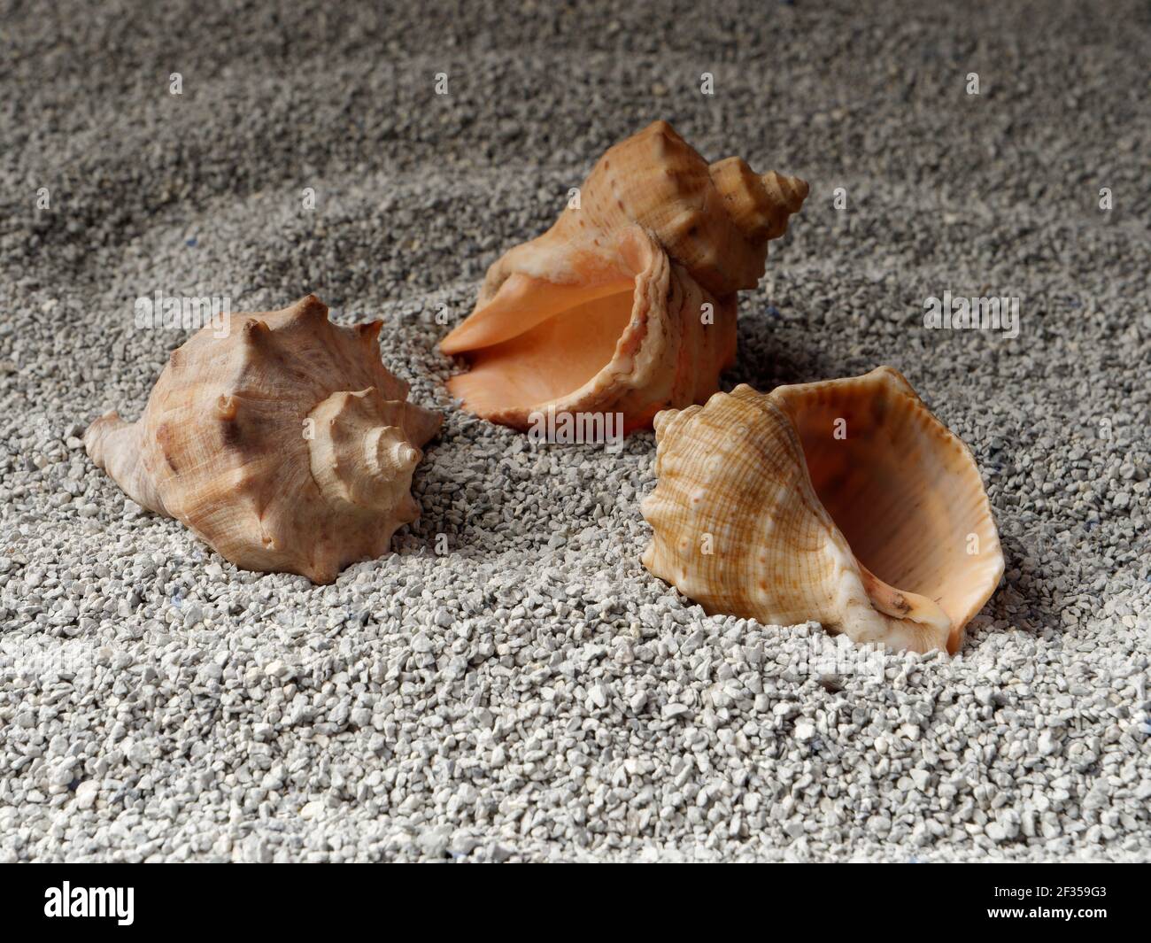Illuminated shells hi-res stock photography and images - Alamy