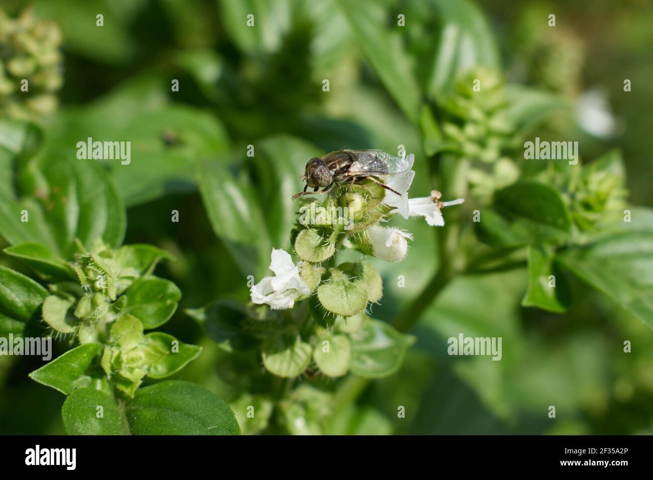 Wallpaper with an insect in nature Stock Photo