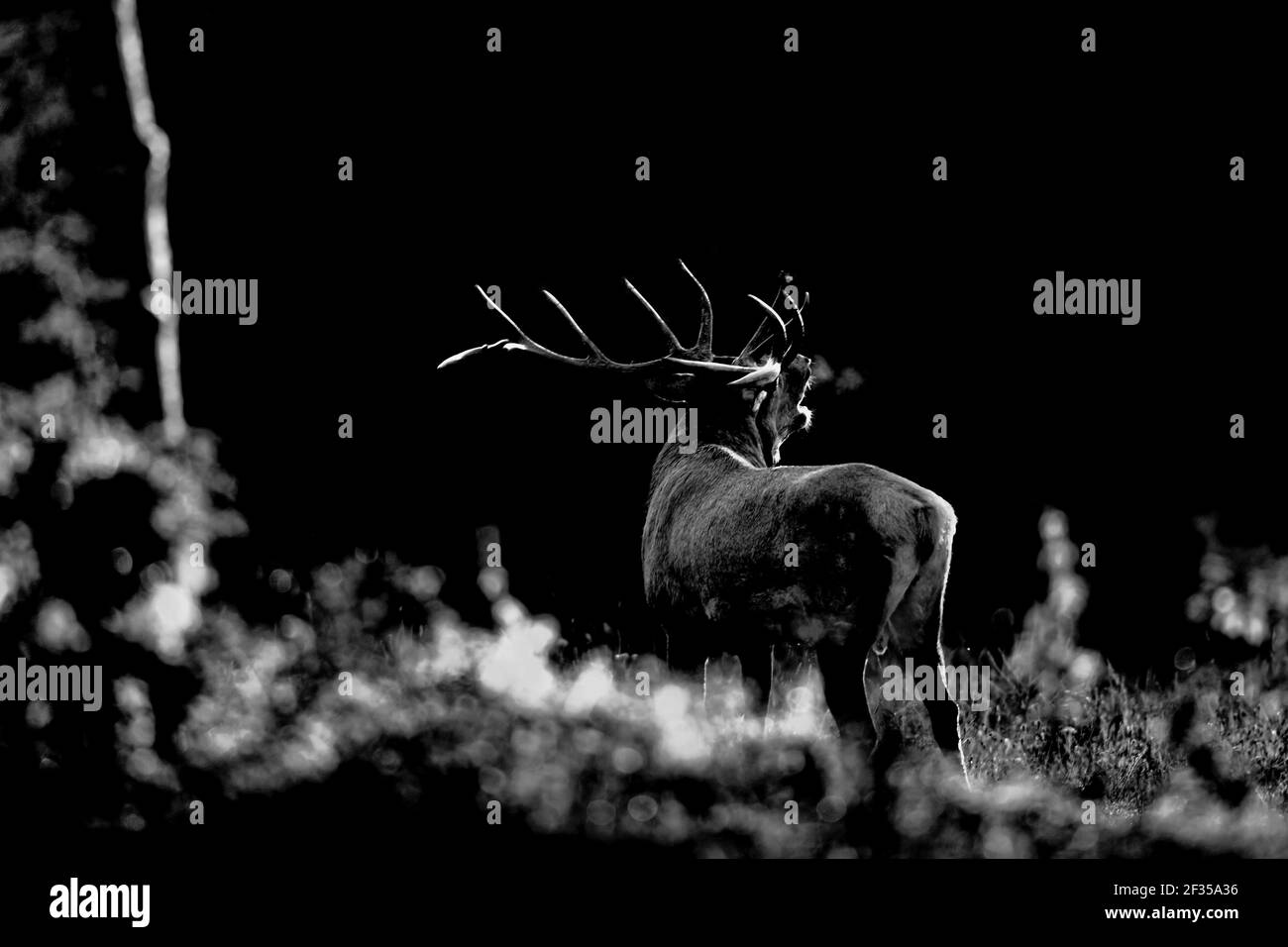 Red deer male call females at dawn, black and white portrait at dawn (Cervus elaphus) Stock Photo