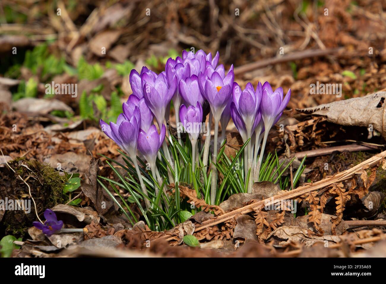Purple saffron crocus growing between dry brown leaves, also called