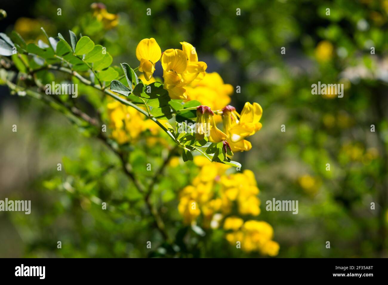 Beautiful yellow shrub, Colutea arborescens or bladder-senna, mediterranean plant, found in Croatia, Dalmatia area, near Zadar Stock Photo