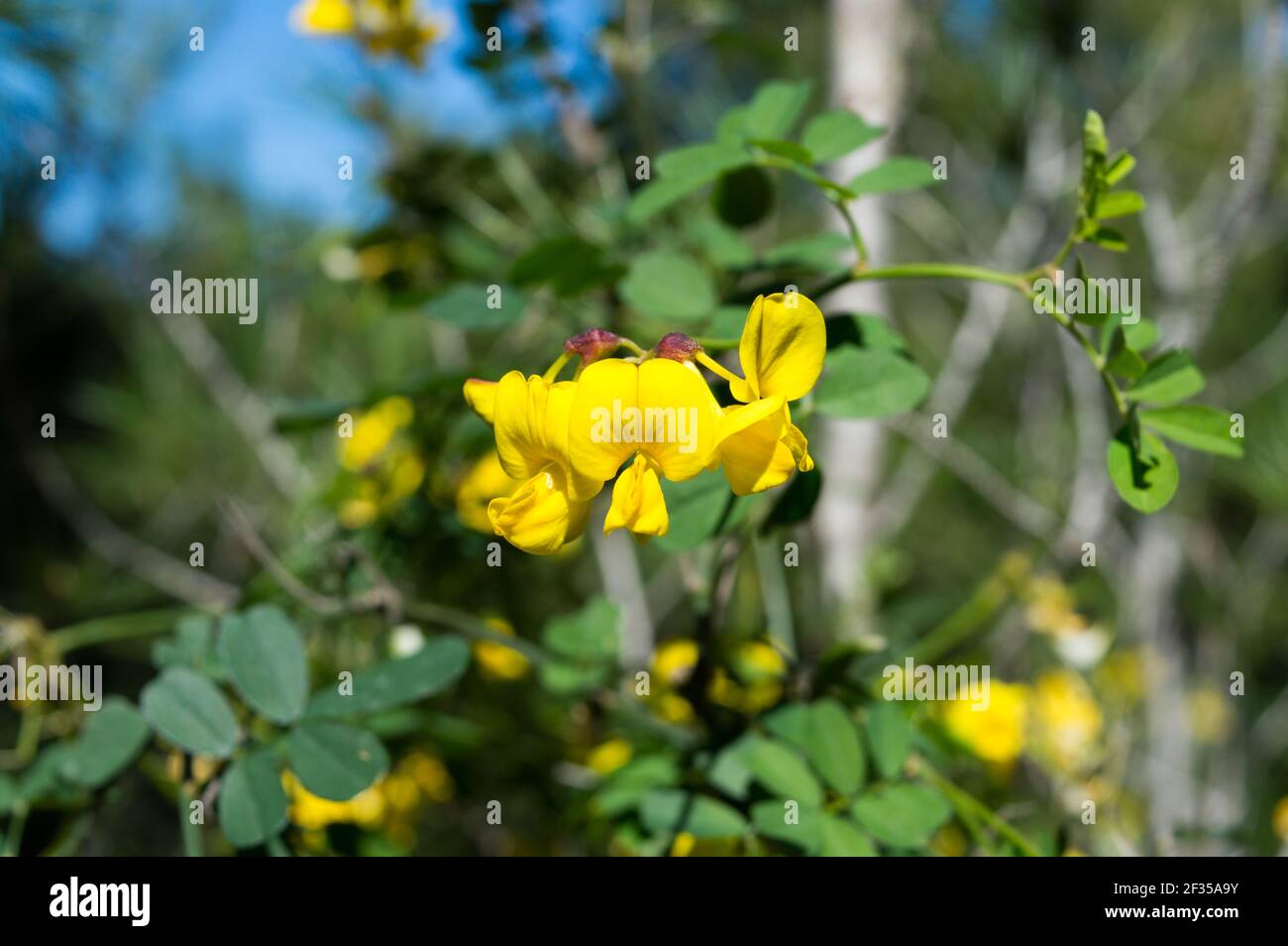Beautiful yellow shrub, Colutea arborescens or bladder-senna, mediterranean plant, found in Croatia, Dalmatia area, near Zadar Stock Photo