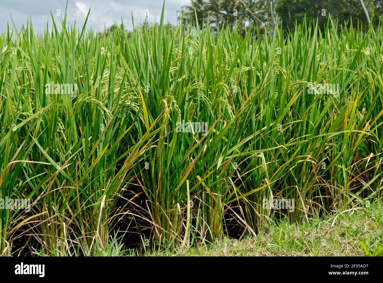 Rice Terraces -fields-  of Bali, Indonesia Stock Photo