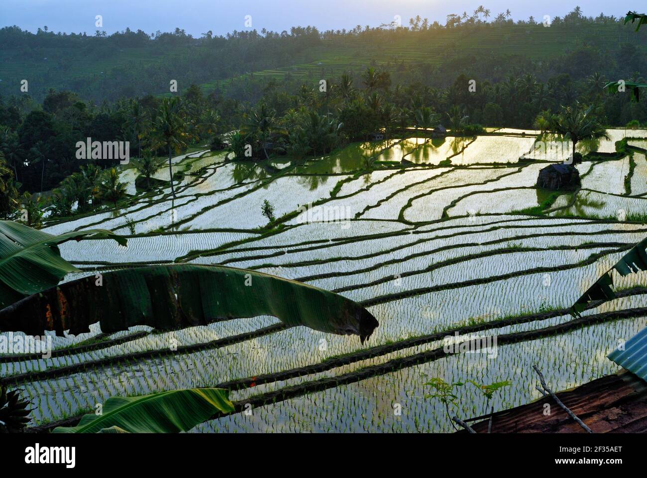 Rice Terraces -fields-  of Bali, Indonesia Stock Photo