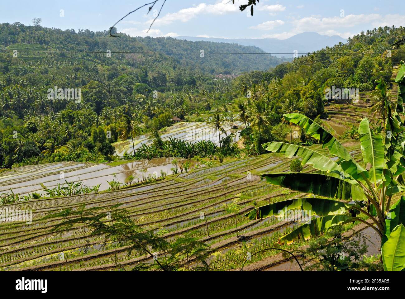 Rice Terraces -fields-  of Bali, Indonesia Stock Photo