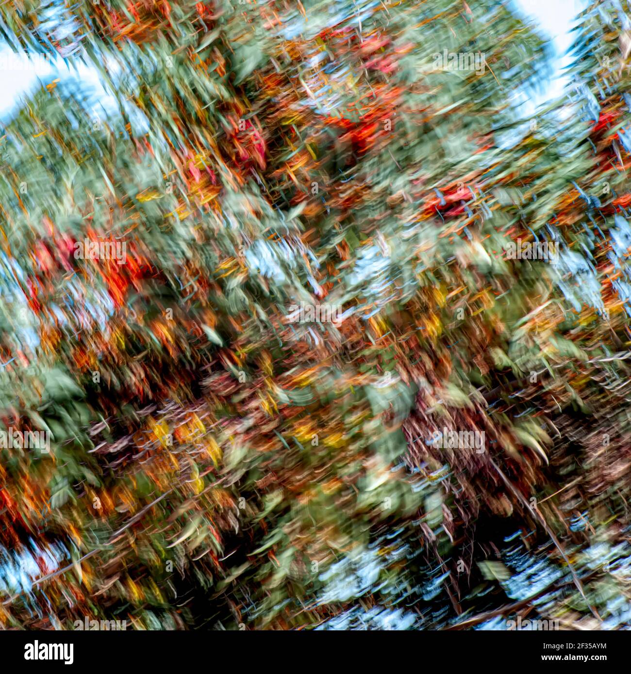 Digitally enhanced image of a flowering Australian Coral Gum tree (Eucalyptus torquata) Stock Photo