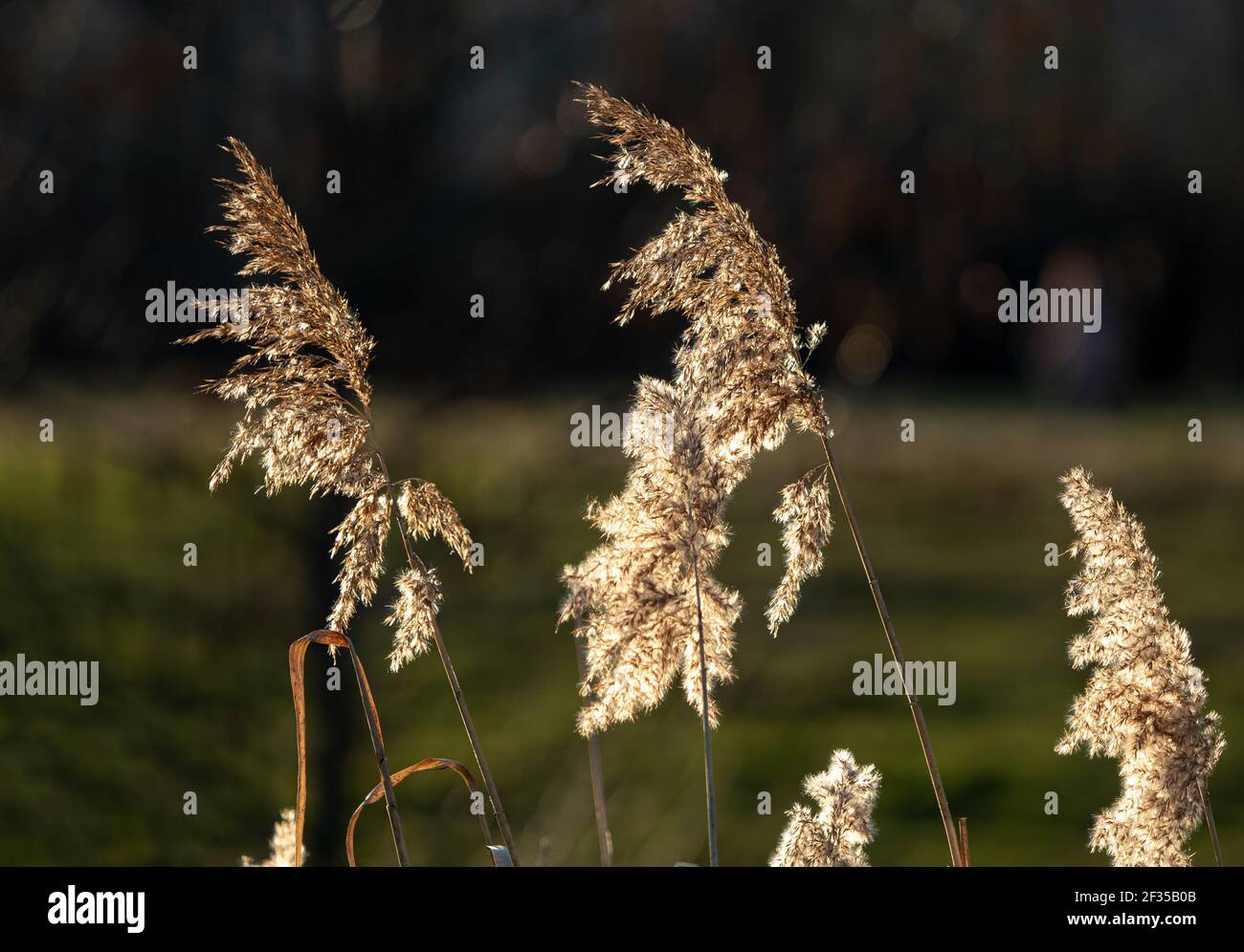 Jena Reeds Reed in closeup at spring in jena Stock Photo - Alamy