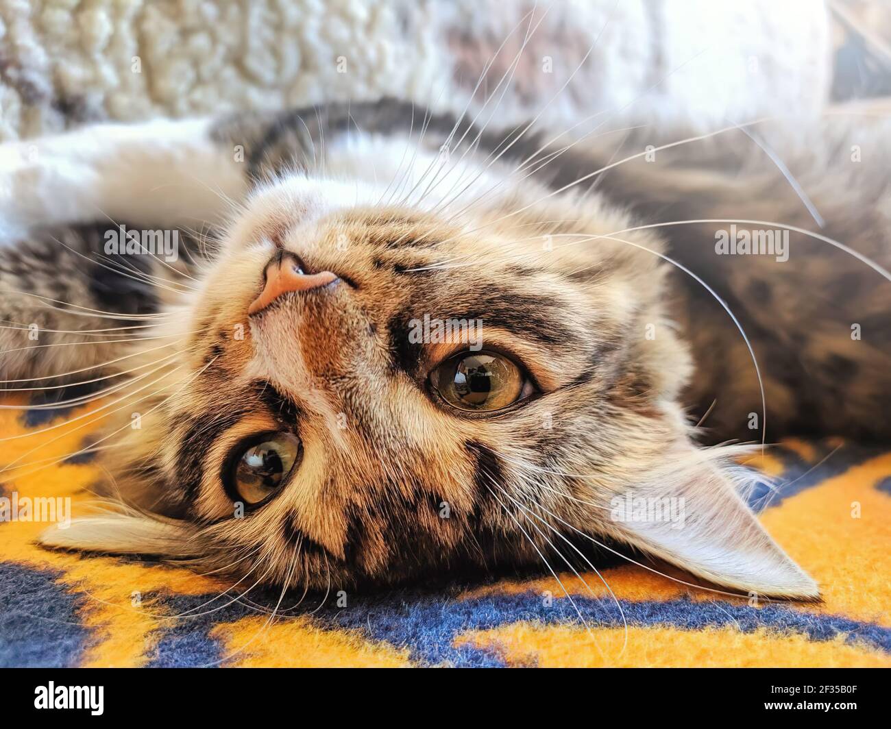 Funny attractive cat lays on his back on bed in morning sun lights