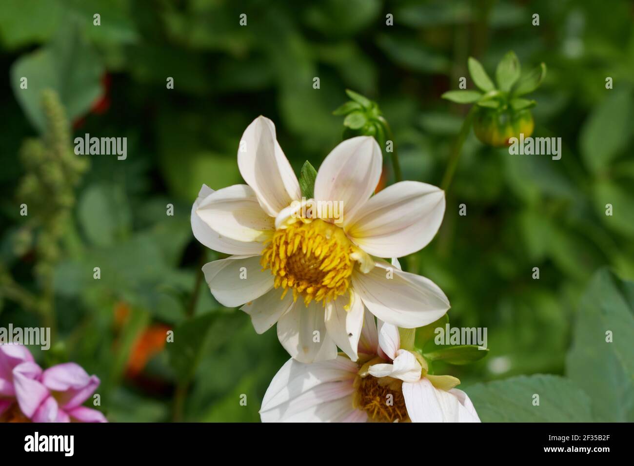Flower with soft white petals Stock Photo