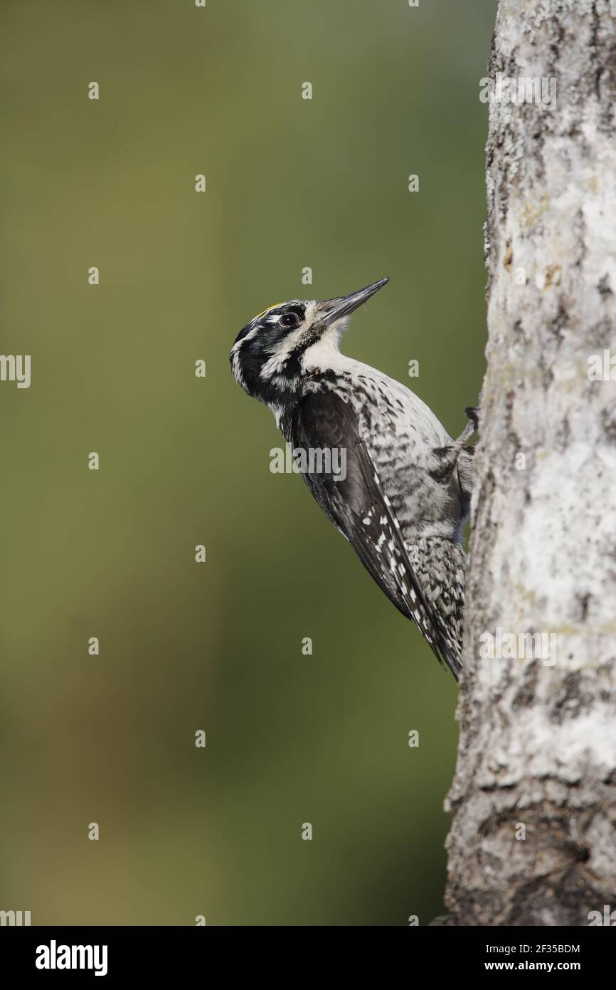 Three-Toed Woodpecker - MalePicoides tridactylus  Oulu Region, Finland BI014651 Stock Photo