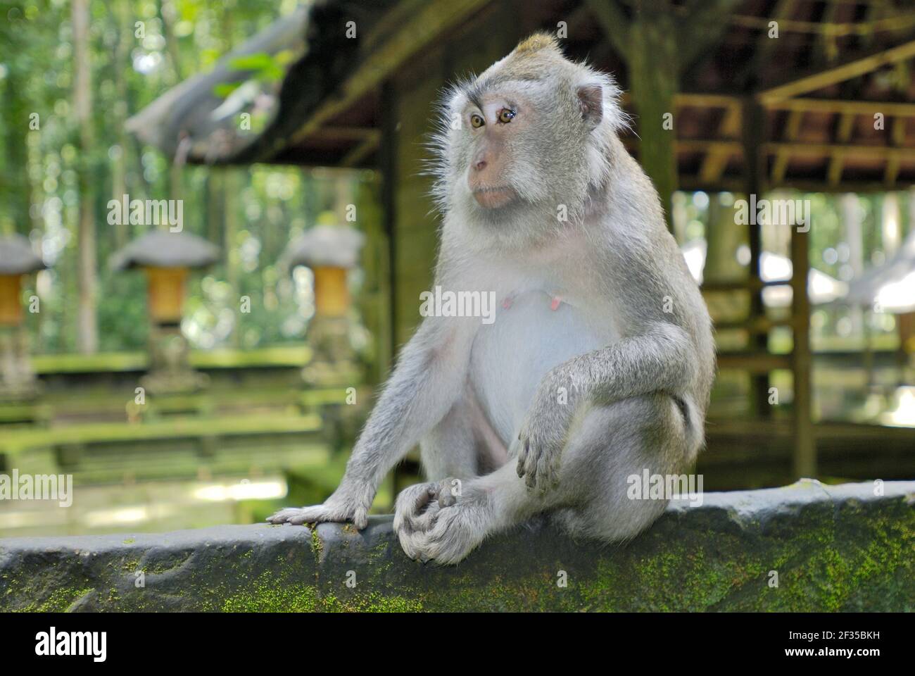 Sangeh, Pura Bukit Sari Temple; Temple of the monkeys; Javanese monkey, macaque, Macaca fasciularis, Bali, Indonesia Stock Photo