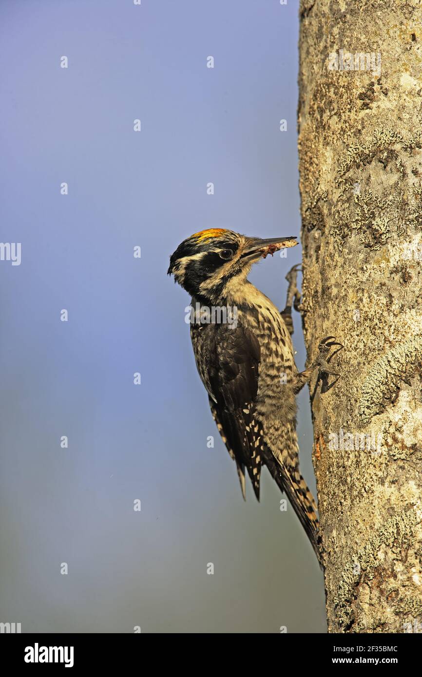 Three-Toed Woodpecker - Male bringing food to nestPicoides tridactylus  Oulu Region, Finland BI014664 Stock Photo