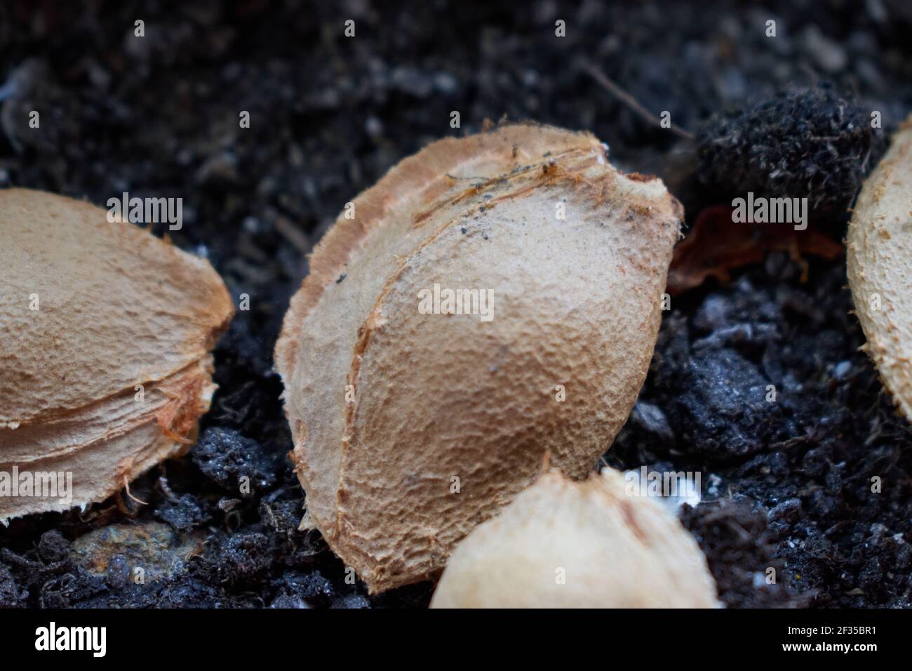 Apricot seeds on the background of the soil Stock Photo