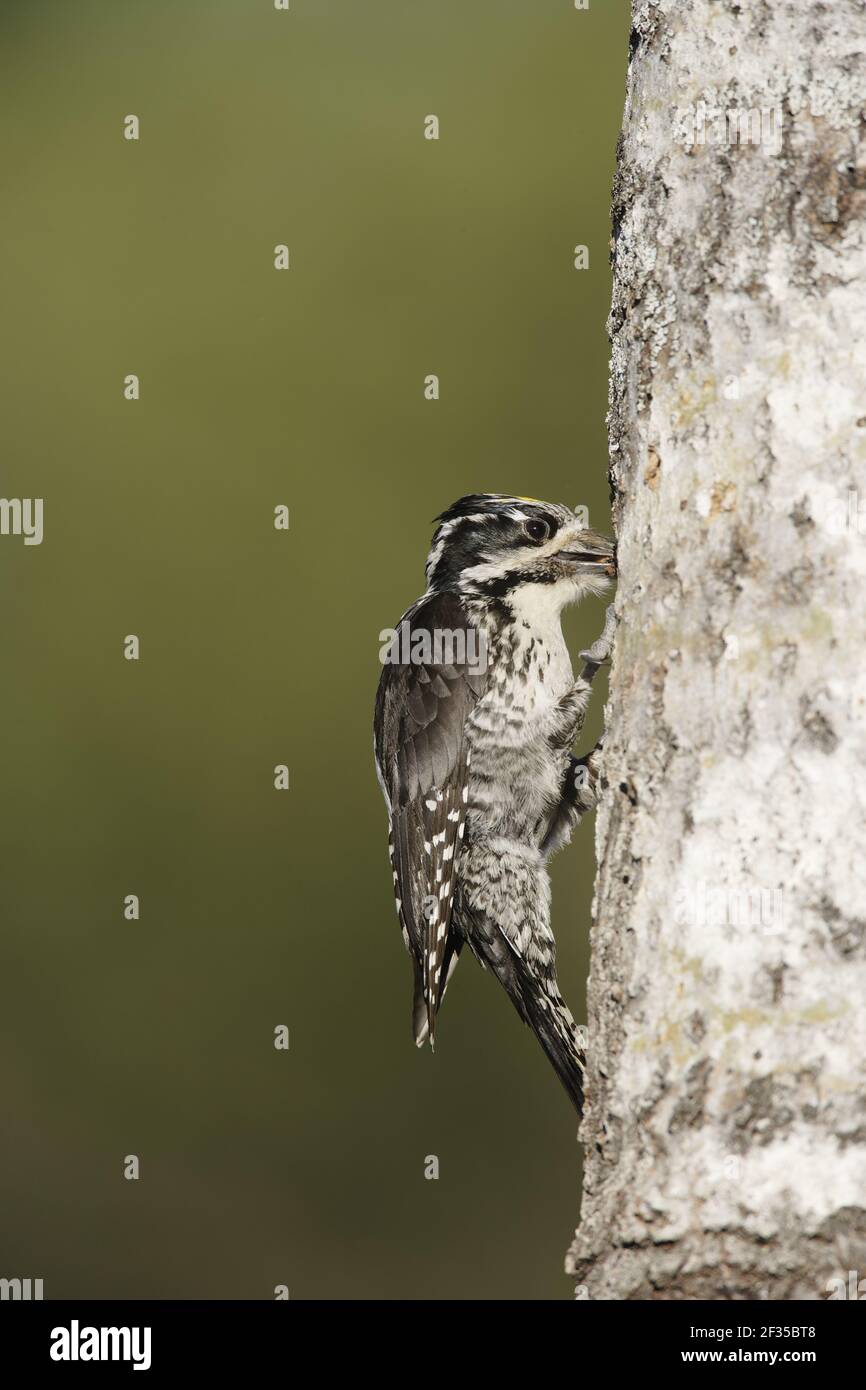Three-Toed Woodpecker - Male bringing food to nestPicoides tridactylus  Oulu Region, Finland BI014665 Stock Photo