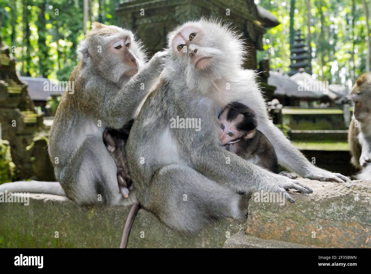 Sangeh, Pura Bukit Sari Temple; Temple of the monkeys; Javanese monkey, macaque, Macaca fasciularis, Bali, Indonesia Stock Photo