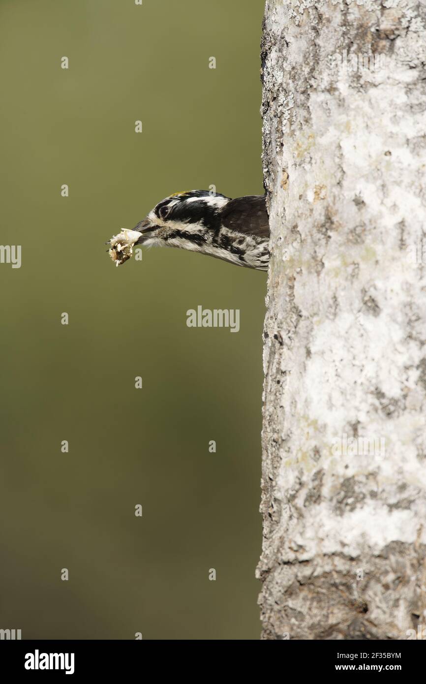 Three-Toed Woodpecker - Removing Excreta from Nest HolePicoides tridactylus  Oulu Region, Finland BI014670 Stock Photo