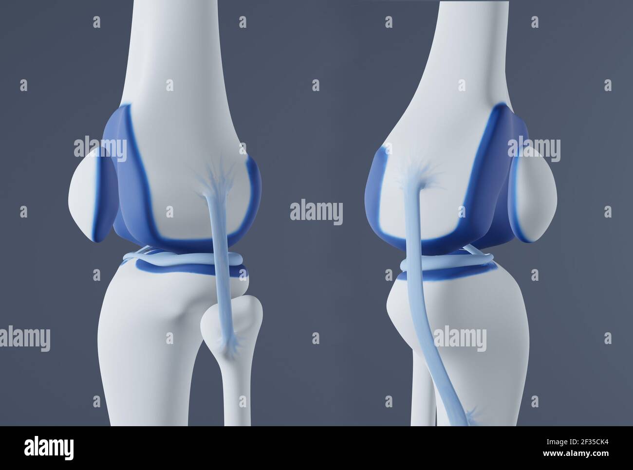 View of knee bones and ligaments. Stock Photo