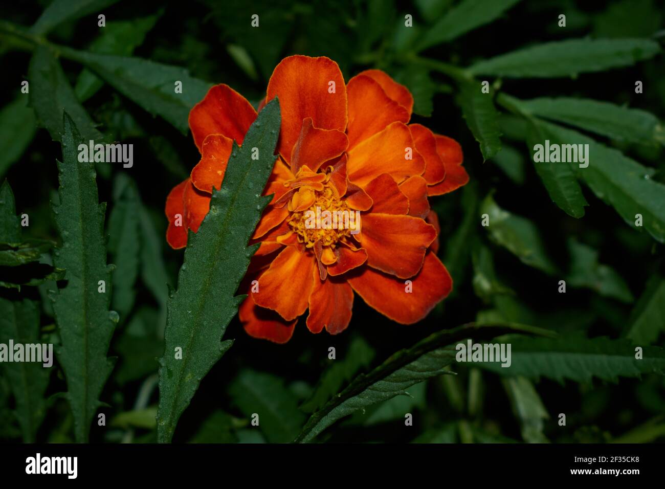 Orange flower with flowering petals Stock Photo