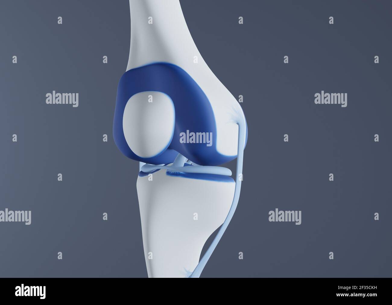 View of knee bones and ligaments. Stock Photo