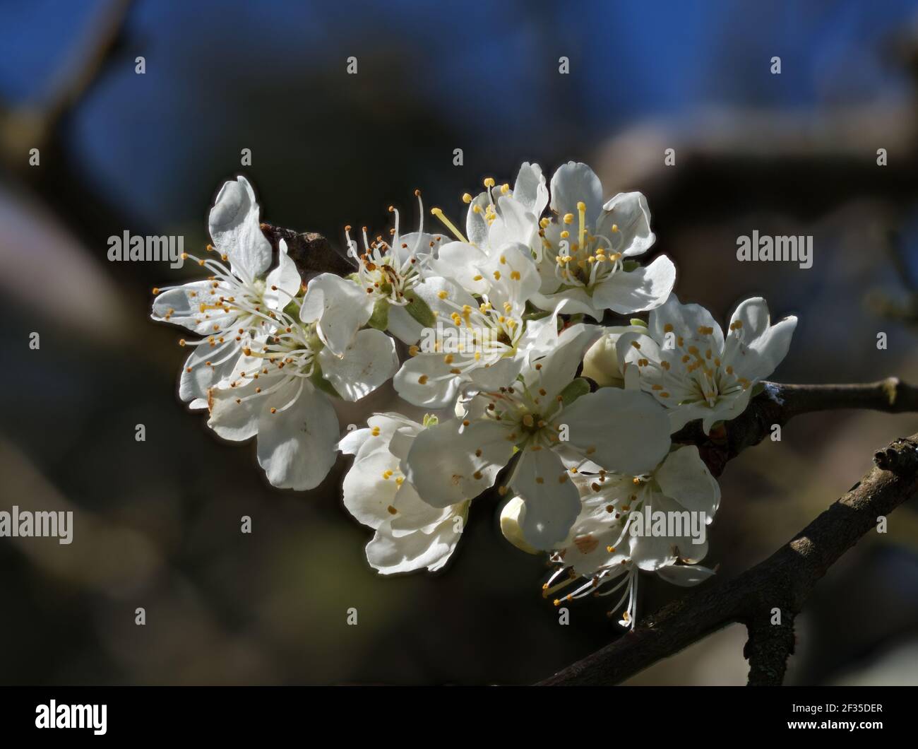 White Plum Tree Blossom in March sunshine. Stock Photo
