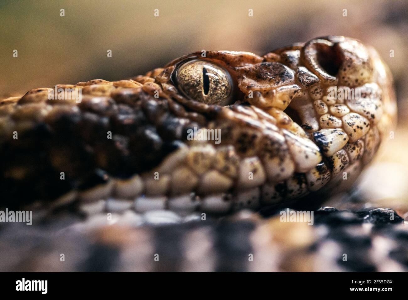Close-up of a timber rattlesnake (Croatus horridus) in profile, at the WNC Nature Center in Asheville, North Carolina, USA Stock Photo