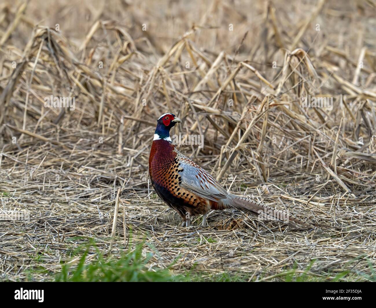 Male or Cock Common Pheasant looking backwards in field in southern England. Stock Photo