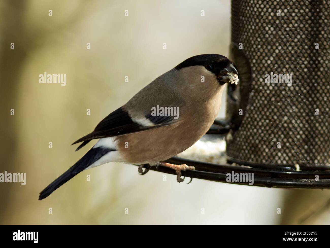 People putting out a range of different bird foods reap the reward by increasing the variety of bird species visiting their gardens. Stock Photo