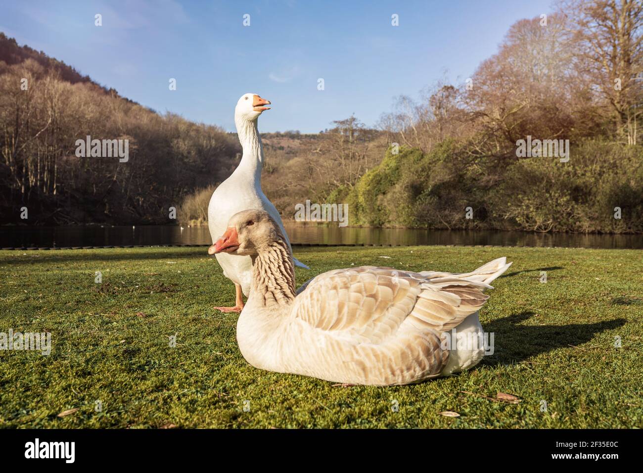 Two white geese, male and female next to a river. Margam country park in Wales, UK Stock Photo