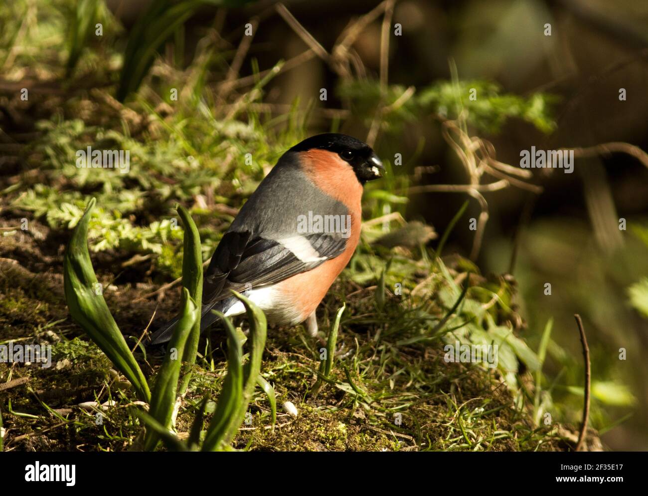 People putting out a range of different bird foods reap the reward by