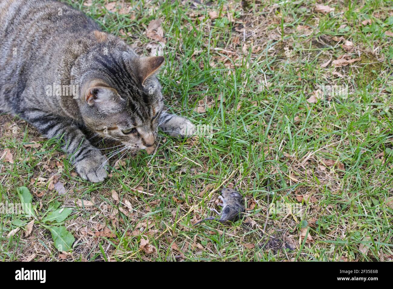 cat catching mouse