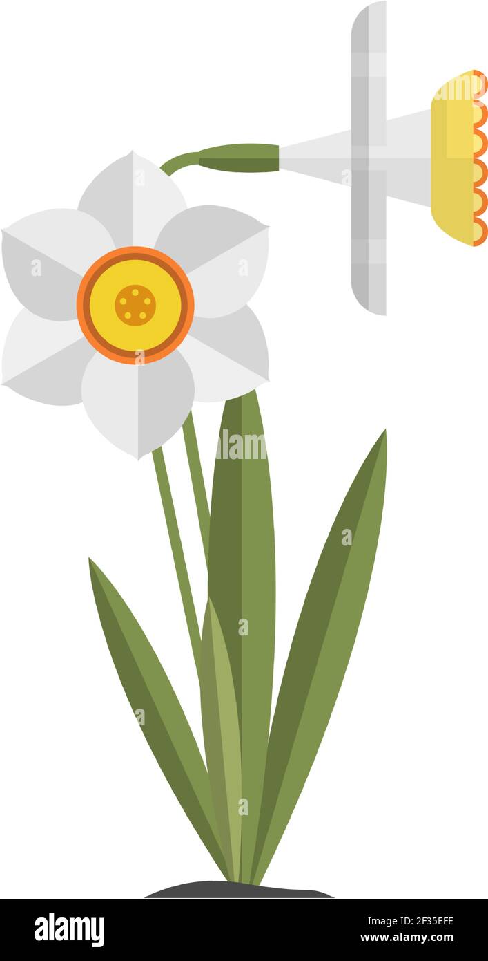 Narcissus flower vector daffodil isolated illustration on white Stock Vector Image & Art Alamy