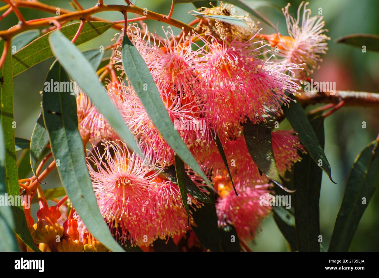 Cluster of red / pink flowers, buds & grey green leaves of Eucalyptus torquata, commonly known as coral gum or Coolgardie gum, is an endemic tree of W Stock Photo