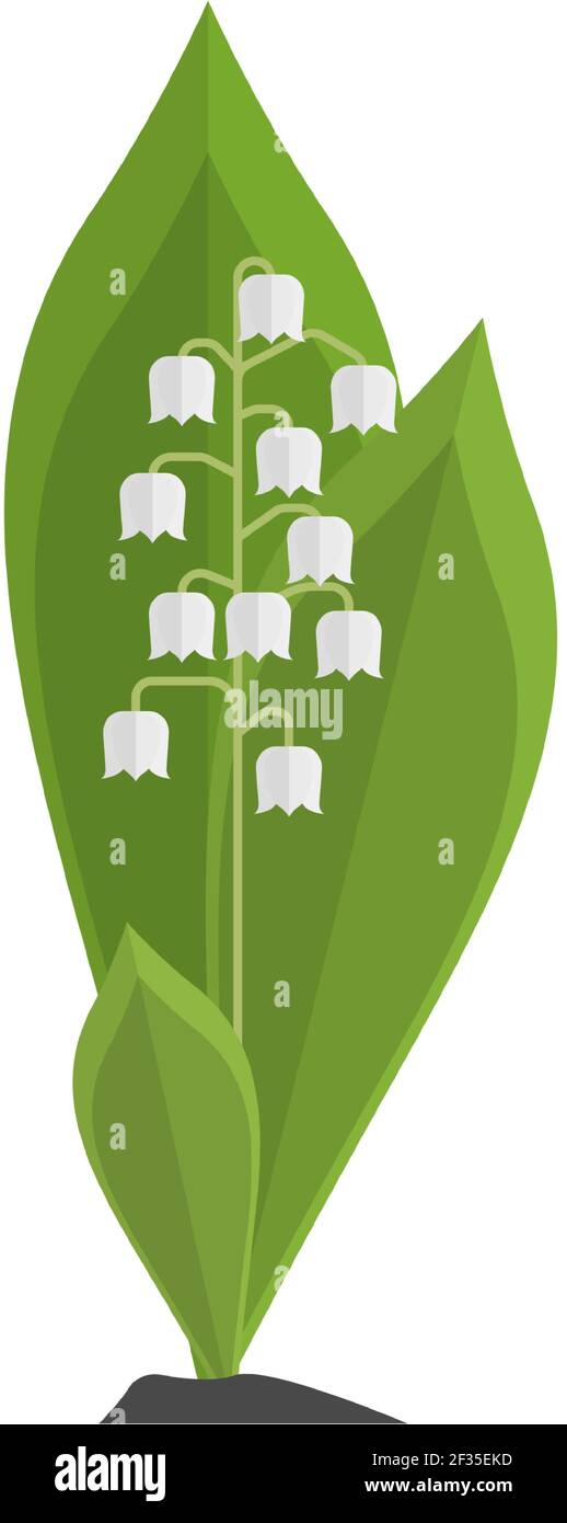 Lily of the valley vector flower illustration isolated on white Stock ...