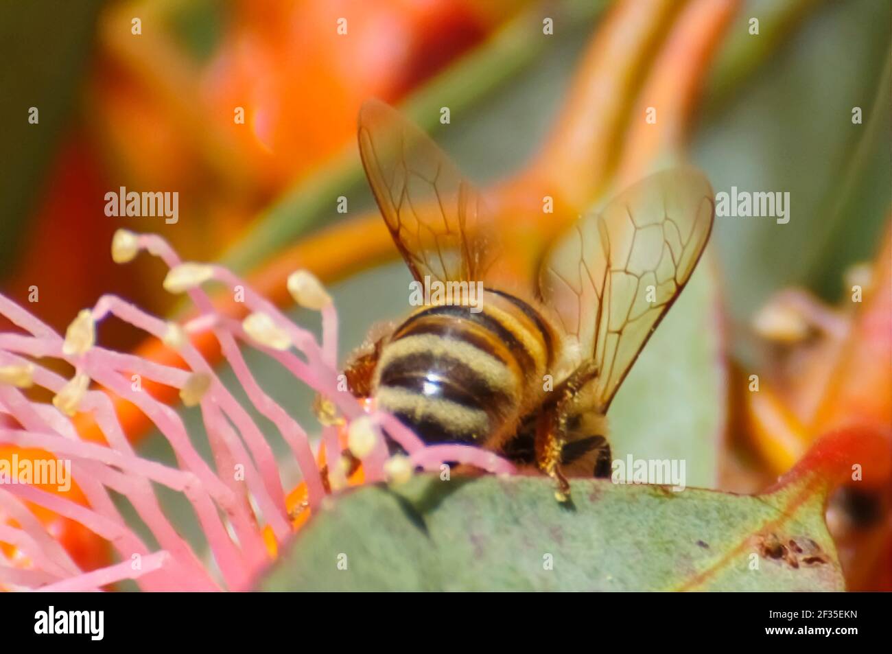 bee on a Cluster of red / pink flowers, buds & grey green leaves of Eucalyptus torquata, commonly known as coral gum or Coolgardie gum, is an endemic Stock Photo